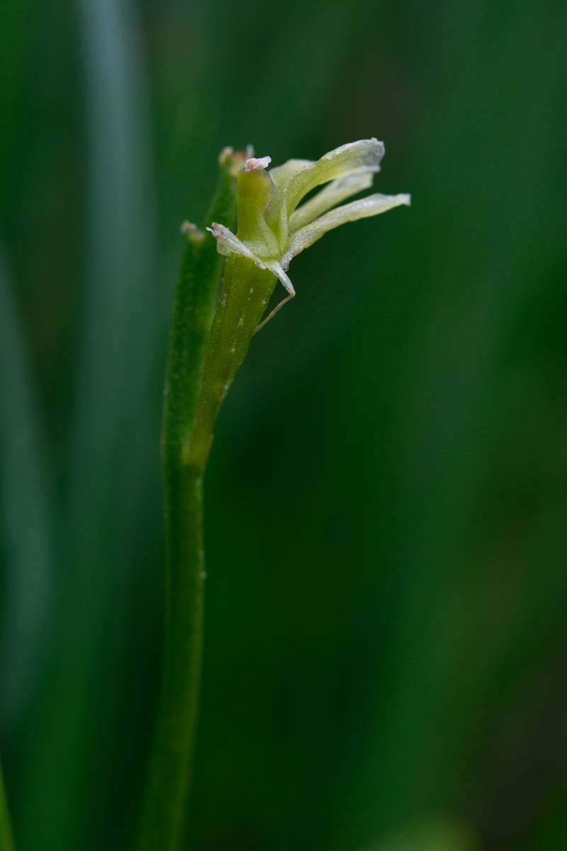 Liparis loeselii